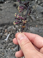 Kadua centranthoides