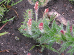 Acalypha glandulifolia