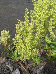Rumex skottsbergii