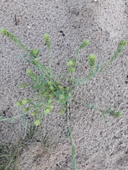 Corispermum sibiricum