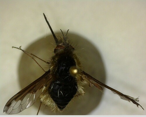 iNaturalist observation photo of Greater Bee Fly