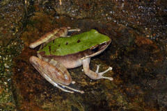 Odorrana graminea