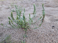 Corispermum sibiricum