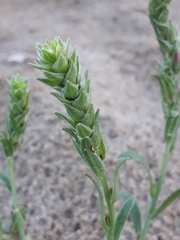 Corispermum sibiricum