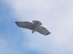 Geranoaetus polyosoma