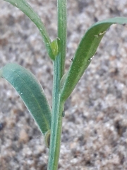 Corispermum sibiricum