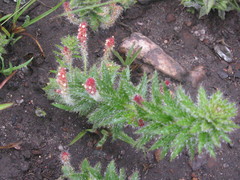 Acalypha glandulifolia