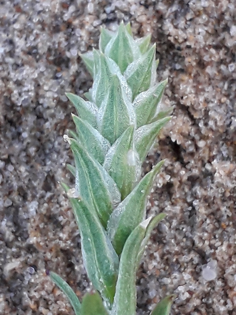 Bugseeds