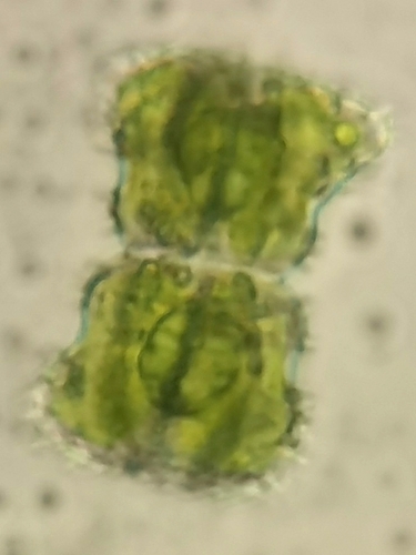 Staurastrum capitulum
