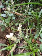Isoglossa woodii
