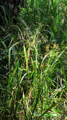 Rhynchospora inundata