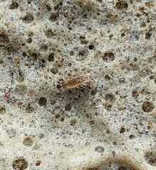 Megalorchestia pugettensis