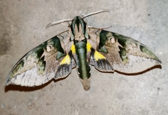 Eumorpha capronnieri