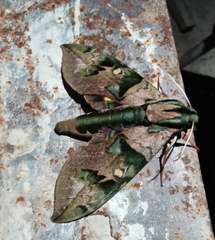 Eumorpha capronnieri