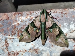 Eumorpha capronnieri