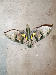 Eumorpha capronnieri