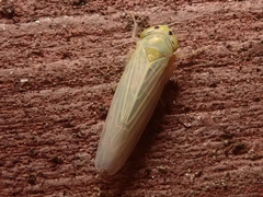 Cicadula quadrinotata