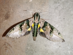 Eumorpha capronnieri