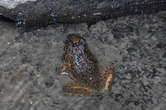 Quasipaa exilispinosa