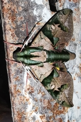 Eumorpha capronnieri