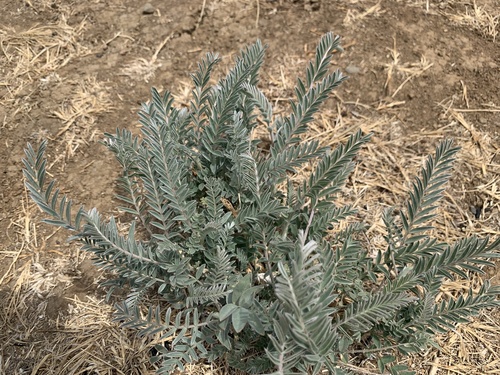 San Joaquin Milk Vetch foliage