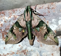 Eumorpha capronnieri