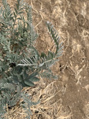 Astragalus asymmetricus