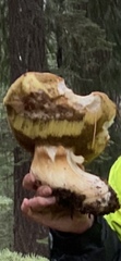 Boletus rex-veris