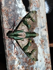 Eumorpha capronnieri