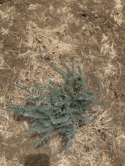 Astragalus asymmetricus