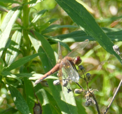 Sympetrum semicinctum