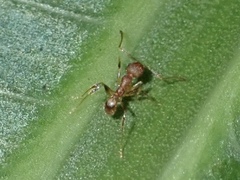 Wasmannia auropunctata