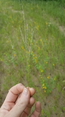 Digitaria filiformis