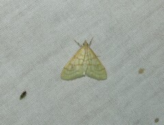 Helvibotys helvialis