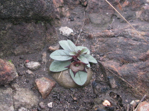 Ceropegia modestantha