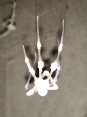 Engyodontium aranearum