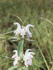 Monarda pectinata