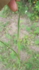 Digitaria filiformis