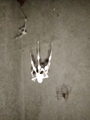 Engyodontium aranearum