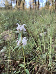 Monarda pectinata