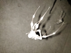 Engyodontium aranearum