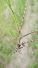 Digitaria filiformis