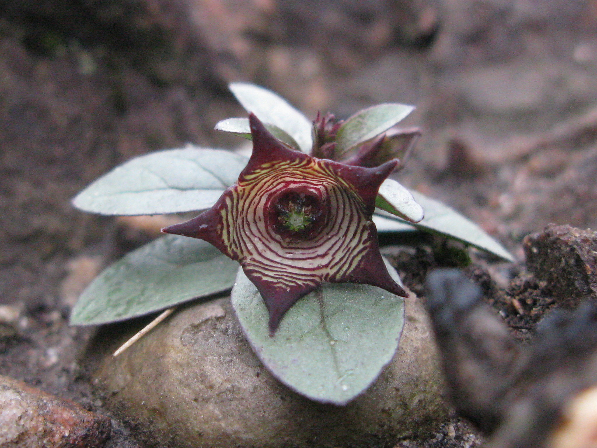 Ceropegia modestantha