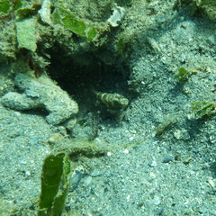 Cryptocentrus strigilliceps