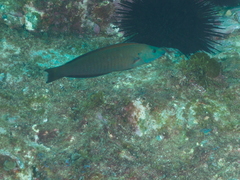 Hologymnosus doliatus