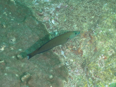 Hologymnosus doliatus