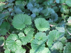Glechoma hederacea