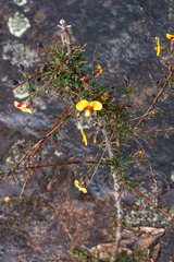 Dillwynia ramosissima