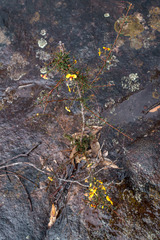 Dillwynia ramosissima