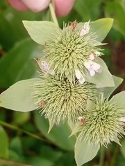 Pycnanthemum setosum